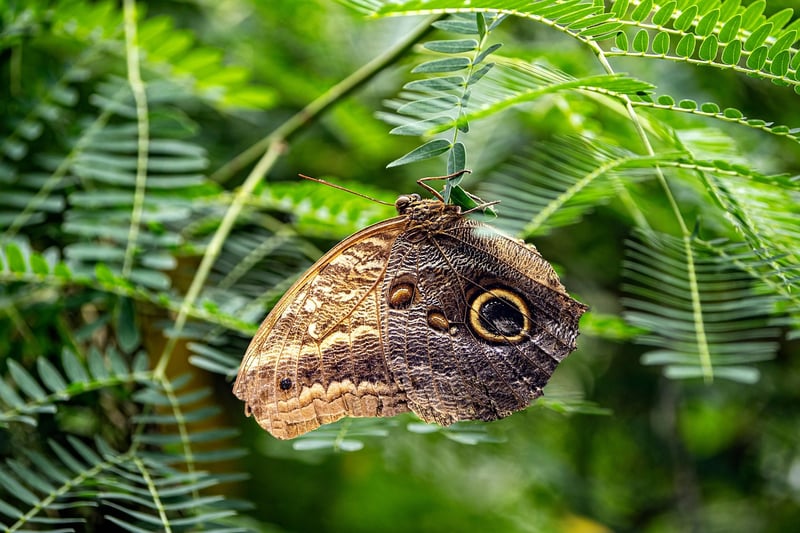 Butterfly Effect Stories